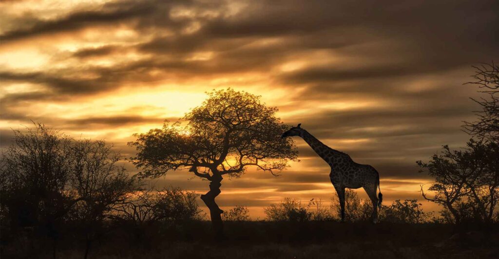 Giraffe unter Baum bei Sonnenuntergang in afrikanischer Savanne.
