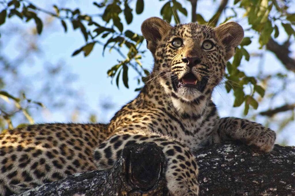 Leopard auf Baum in afrikanischer Natur, typische Savannenlandschaft, Wildtierbeobachtung in Afrika.