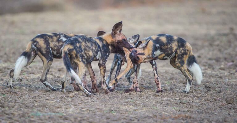 Hintergrundfreies Bild der afrikanischen Wildhunde beim Spielen in der Wildnis, typische Savannenlandschaft in Afrika, perfekte Safari-Fotografie.