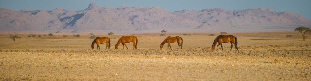 Einhorn, Wüstenpferde in der afrikanischen Savanne, Safari in Namibia, Wildtiere in Afrika.