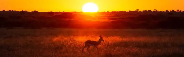 Afrika Wildtiere bei Sonnenuntergang in der Savanne, Fotografie eines Antilopen im Sonnenlicht, Safari in Afrika.