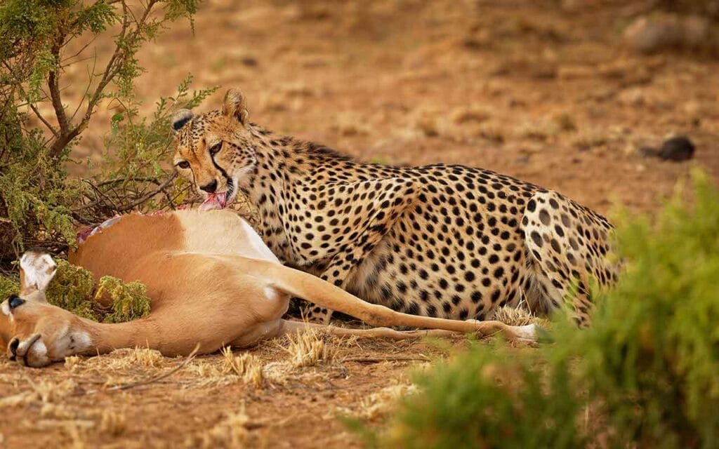 Günstige Safari in Afrika mit Löwe und Impala, Tierbeobachtung Safari, Tierwelt Afrika.