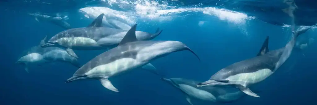 Delfine im Atlantik, Afrika, Meeresfauna, Taucher.