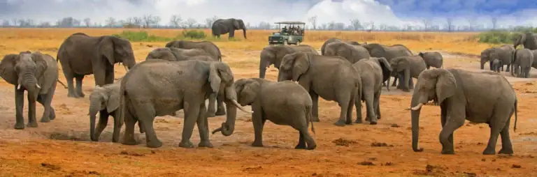 Afrikanische Elefanten in der Savanne, Safari, Tierwelt, Tierbeobachtung, Ostafrika.