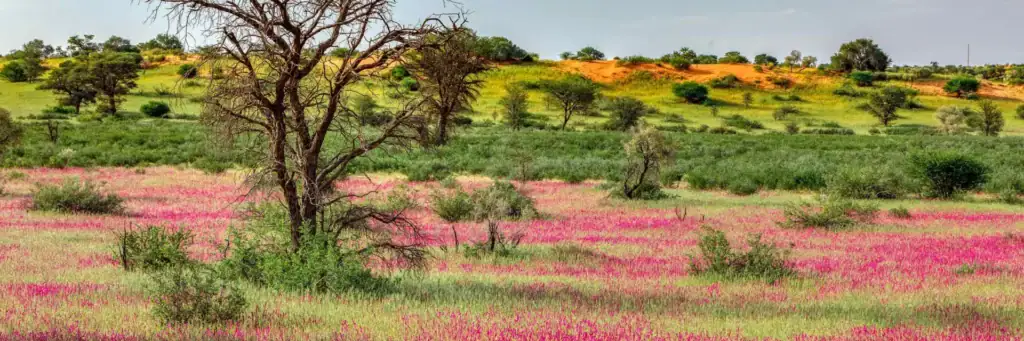 Abenteuerliche Safari im Krügerpark, Südafrika, mit Tierbeobachtungen, Naturerlebnis und afrikanischer Tierwelt.