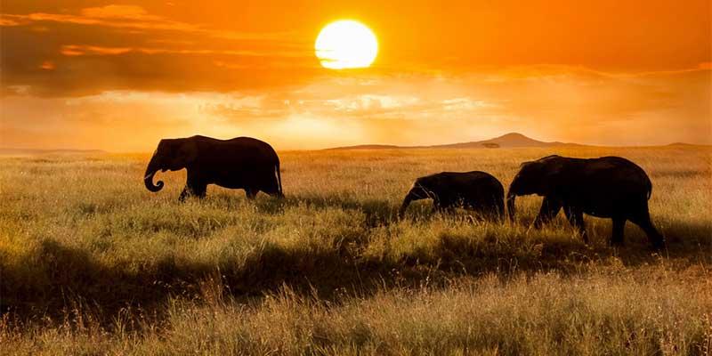 Serengeti Tansania Reiseführer Online