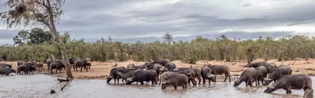 Erlebnisreiche afrikanische Tierwelt mit Wasserbüffeln am Wasser bei bewölktem Himmel.