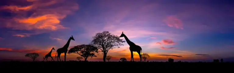 Afrikasafari mit Giraffen und Akazienbäumen im Sonnenuntergang.