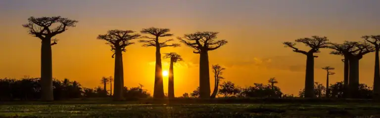 Alt: Imposante Baobab-Bäume bei Sonnenuntergang in der afrikanischen Natur, Tourismus in Afrika.