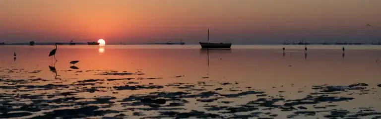 Vogel im Wasser bei Sonnenuntergang in Afrika.