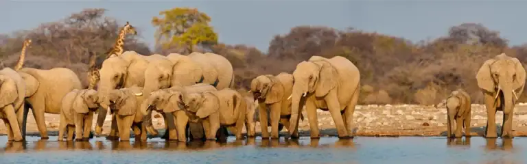 Elefanten beim Wasser.