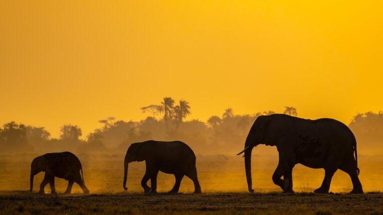 Silhouetten von Elefanten bei Sonnenuntergang in Afrika, ideal für Safari Reisen und Tierbeobachtung.
