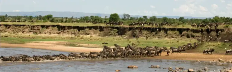 Erlebnisreicher Tiermigrations-Sprung im afrikanischen Fluss.