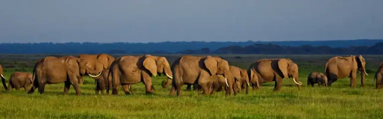 Elefantenfamilie in der afrikanischen Savanne, ideales Reiseziel für Safari und Tierbeobachtungen in Afrika.