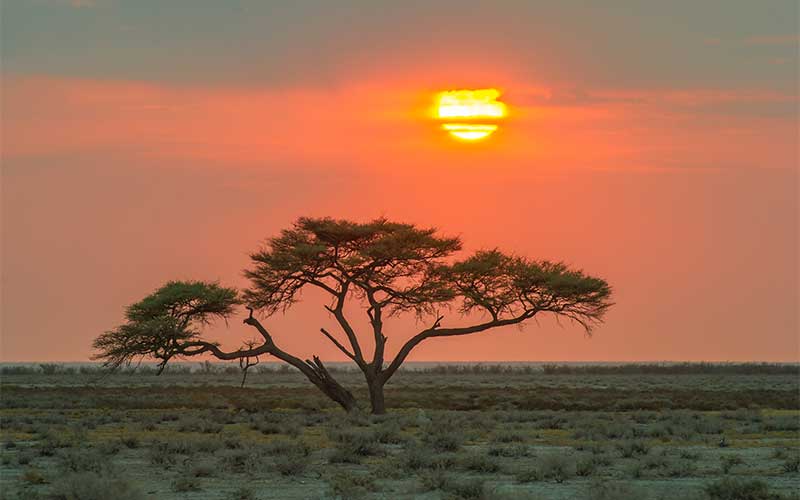 Sonnenuntergang über einer afrikanischen Savanne mit Akazienbaum, perfekte Landschaftsfotografie für Afrika-Reisen.