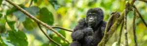 alt=" Uganda senkt Preise für Gorilla Permits – Gorilla-Trekking 2026–2027 wird günstiger"