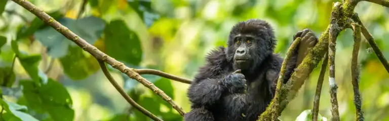 alt=" Uganda senkt Preise für Gorilla Permits – Gorilla-Trekking 2026–2027 wird günstiger"