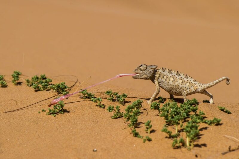 Chameleon in der Namib Wüste