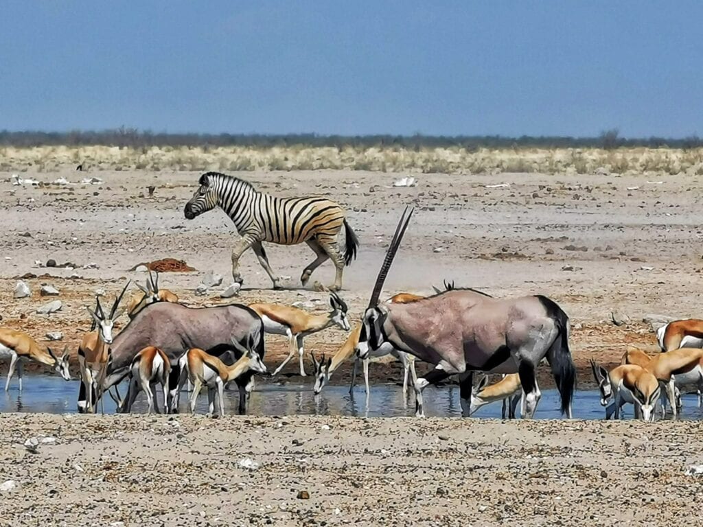 Afrika Safari mit Zebras und Antilopen am Wasser.