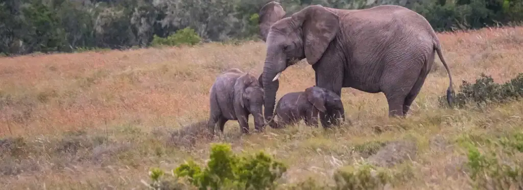 Schöne Aufnahme von afrikanischen Elefanten mit Nachwuchs in freier Wildbahn.