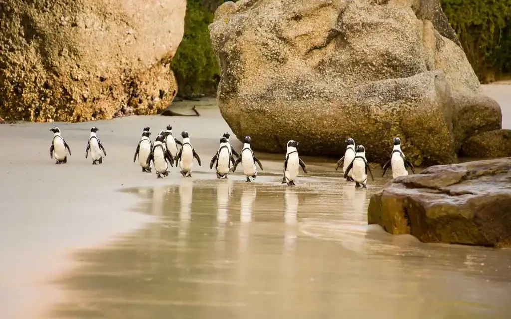 Alt: Gruppe von Pinguinen wandert am Sandstrand entlang, große Felsen im Hintergrund, Afrikas Tierwelt.