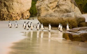 Boulders Beach in Südafrika