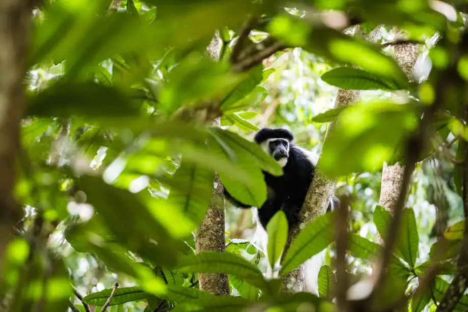Affe im dichten Dschungel, tropischer Regenwald in Afrika.