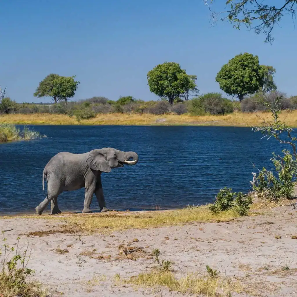 Schöne afrikanische Safari mit Elefant am Fluss in Kenia.