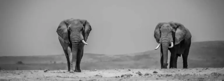 Elefanten in der Savanne, Tierwelt Afrikas, Safari Abenteuer.