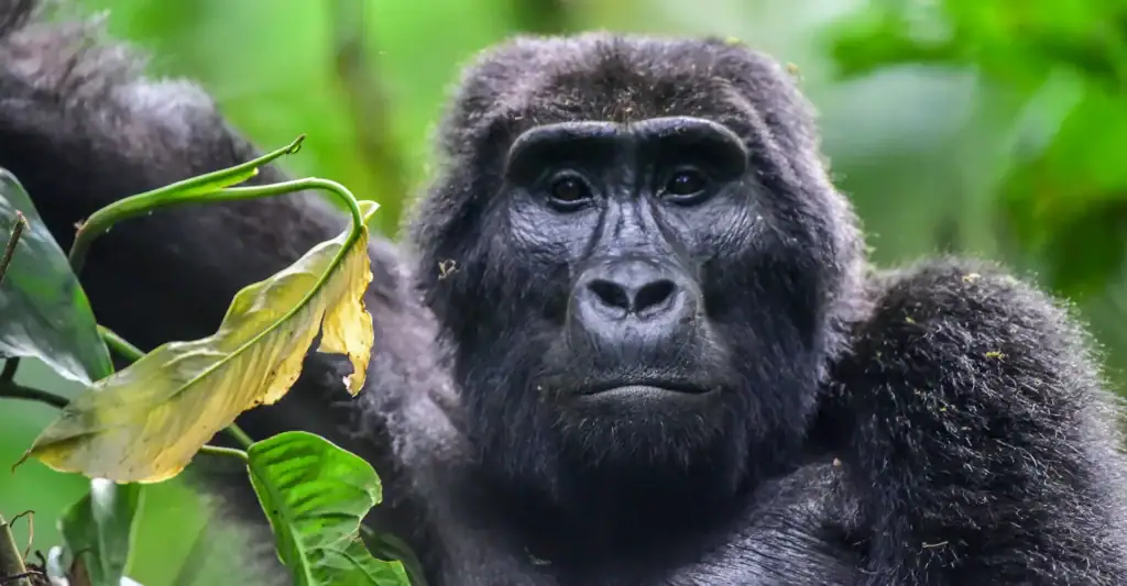 Weitwinkelaufnahme eines Gorilla in seinem natürlichen Lebensraum in Afrika, üppiger Dschungel.