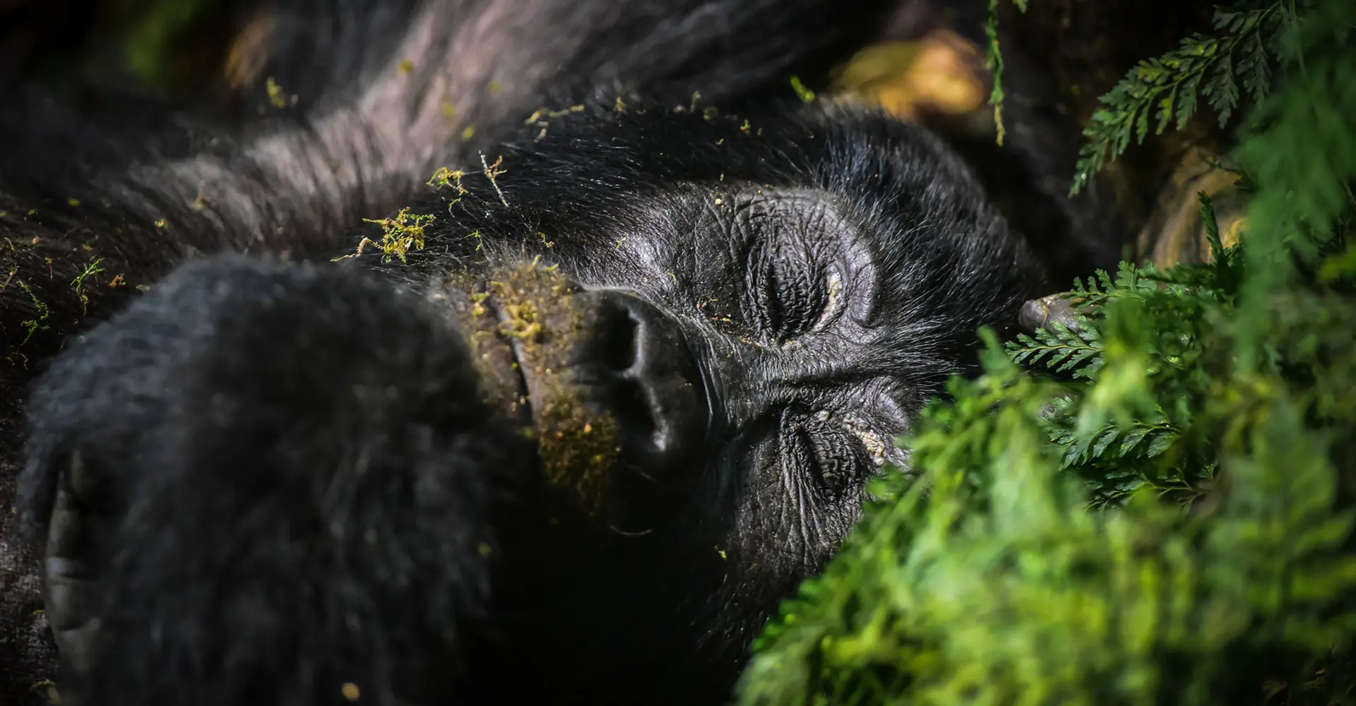 Schlafender Gorilla beim Gorilla Trekking
