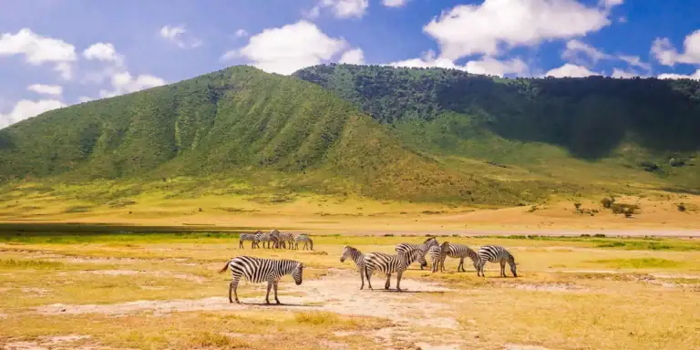 AltText: Zebraherden in der afrikanischen Savanne mit Bergen im Hintergrund, Reise nach Afrika.