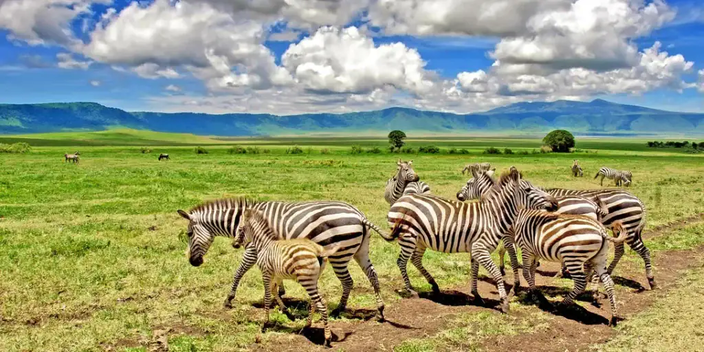 Alte Text: Zebras in der afrikanischen Savanne mit Berg im Hintergrund, Zeichen für Safari Abenteuer in Kenia.