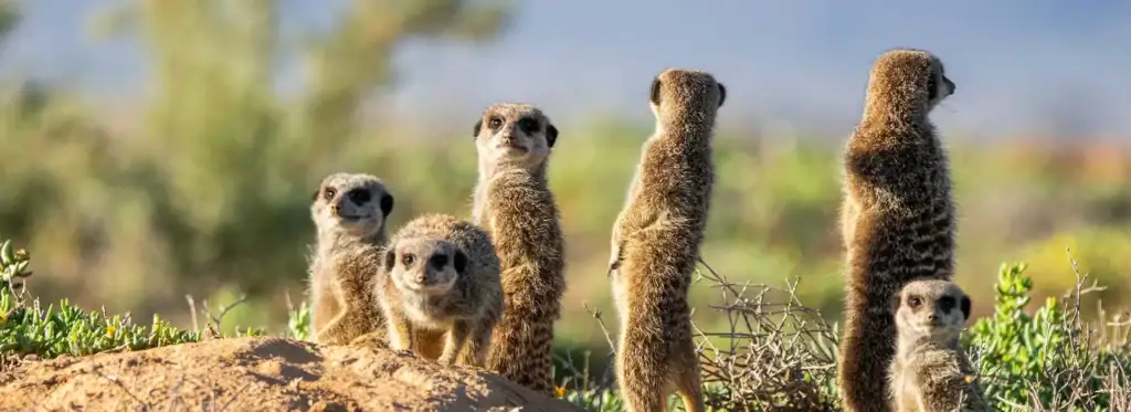 Biologische Erdmännchen in der Natur Afrika Reisen.