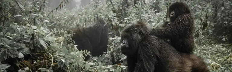 Gorillas im dichten Regenwald, nahe Berggorillas, in ihrer natürlichen afrikanischen Umgebung.