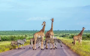 Giraffen auf der Strasse im Kruger