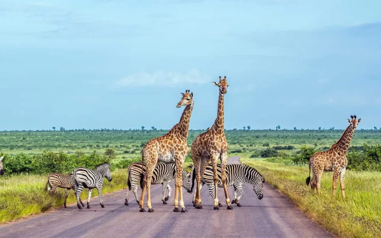 Kruger Nationalpark