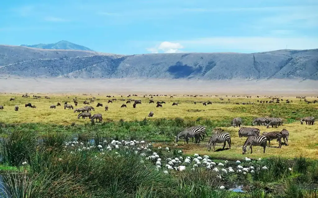 Alt: Zebras auf einer afrikanischen Savannenlandschaft mit Bergen im Hintergrund.