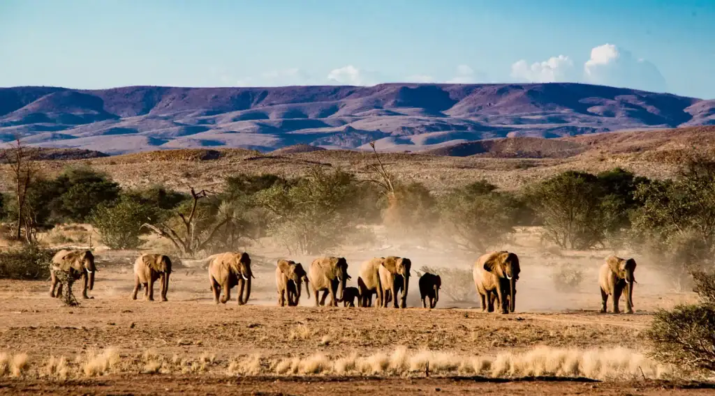 Elefanten in der Wüste.