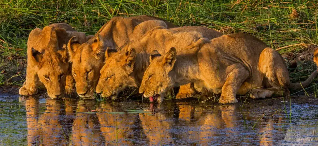 Löwenfamilie beim Wassertrinken in der afrikanischen Savanne, ideal für Afrikareisen, Tierbeobachtung und Safari-Abenteuer.