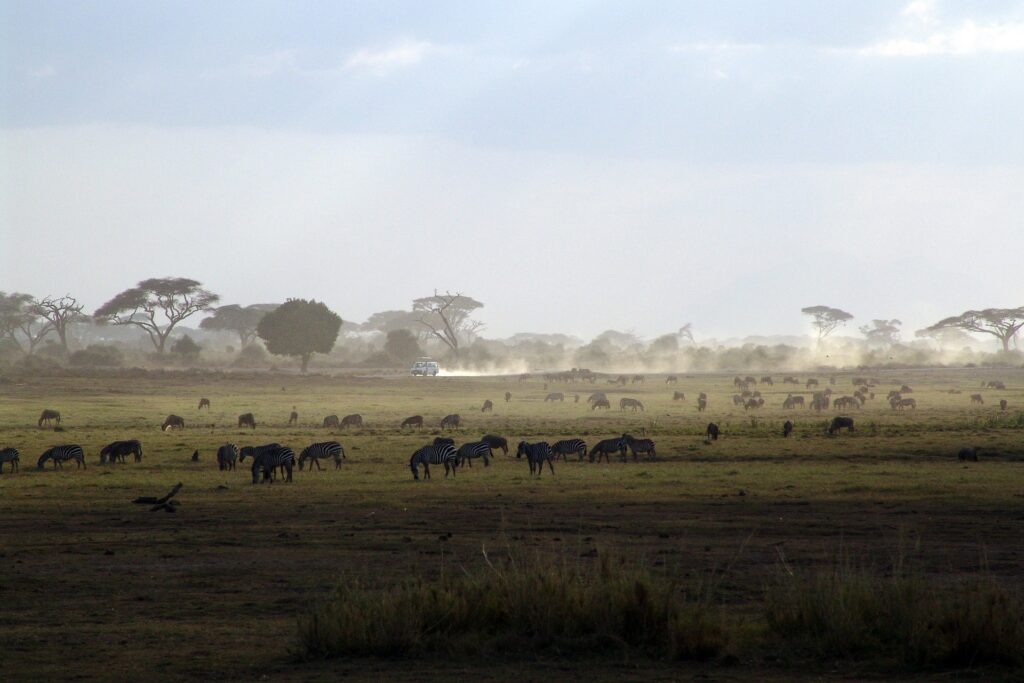 Gnus und Zebras in der afrikanischen Savanne bei Sonnenuntergang.