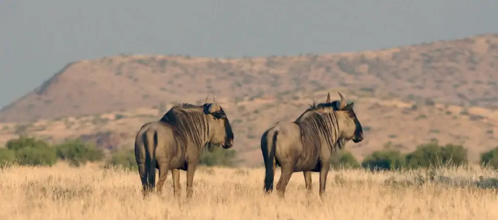 Zwei Zebras in der afrikanischen Savanne mit Bergen im Hintergrund, ideales Reiseziel für Safari-Abenteuer in Afrika.