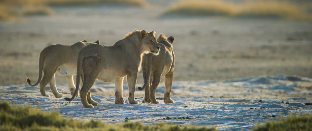 Löwen im afrikanischen Nationalpark, wilde Tierbeobachtung, Safari in Afrika.