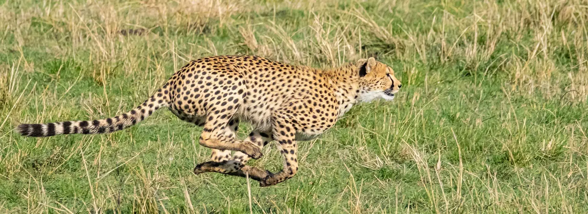 Gepard rennt bei Kenia Fotoreisen in der Masai mara
