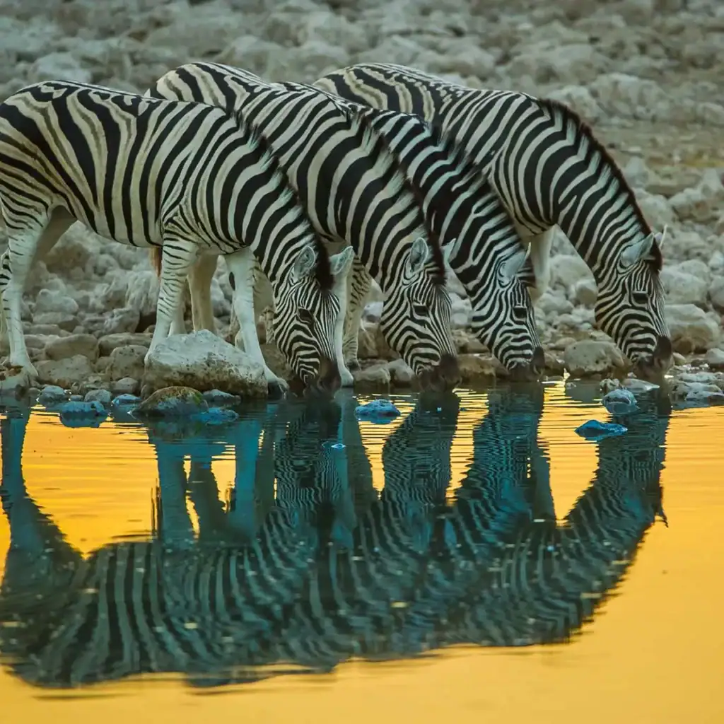 Zebras trinken Wasser an einem afrikanischen Wasserloch bei Sonnenuntergang.