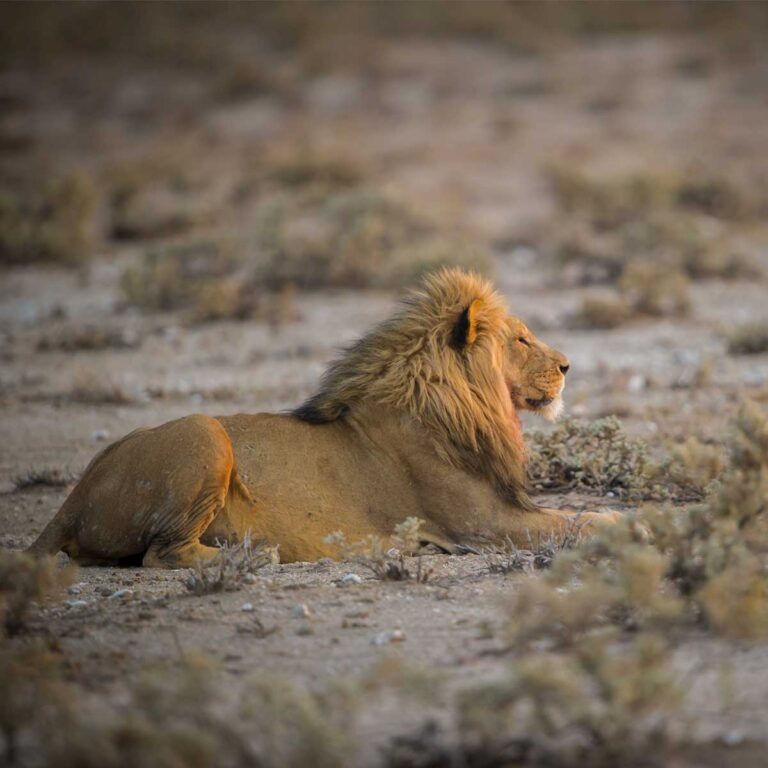 Namibia Rundreisen Löwe im Etosha Nationalpark - der größte Nationalpark in Namibia