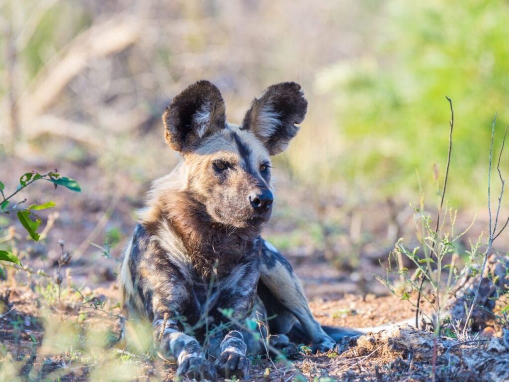 Hochwertige Tierfotografie von afrikanischen Wildhunden in ihrer natürlichen Umgebung.