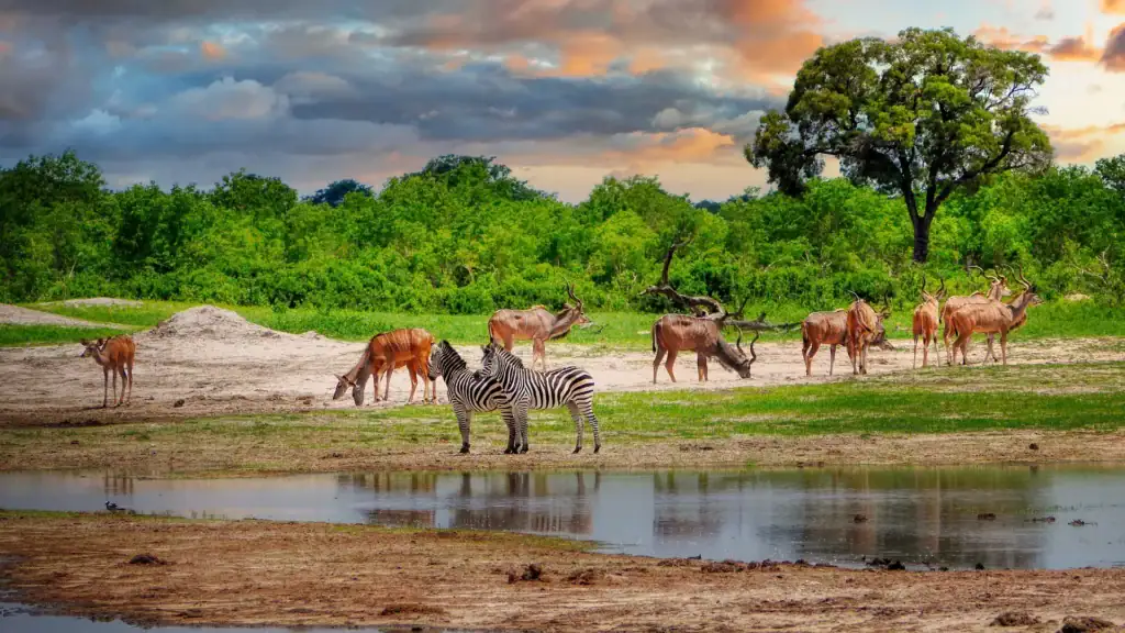 Giraffen und Antilopen am Wasser in afrischer Savanne, Tierbeobachtung in Kenia, Tierreise.