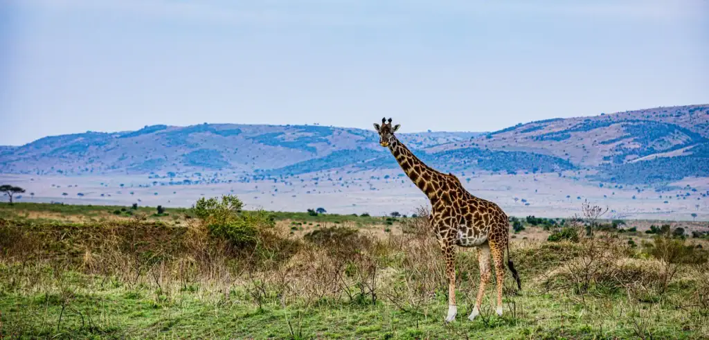 Giraffe in der afrikanischen Wildnis, typische Tierart für Safari-Reisen in Afrika.