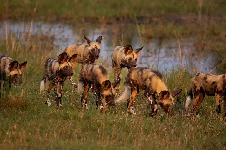 Löwenhunde in der afrikanischen Savanne während Sonnenuntergang, Natur, Safari, Wildlife.